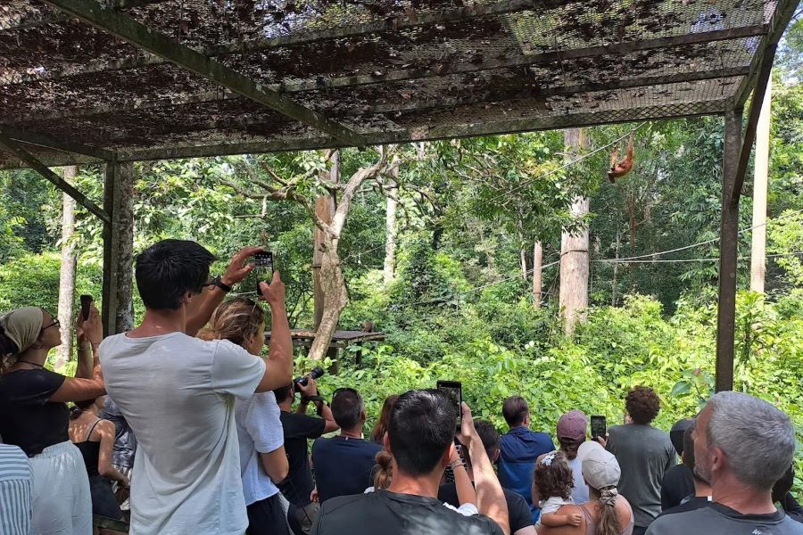 Sepilok Orangutan Rehabilitation Centre during peak hour