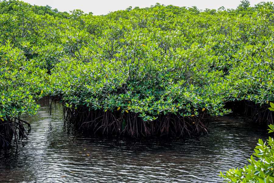 The Siargao archipelago is well-known for its large and wild mangrove forests