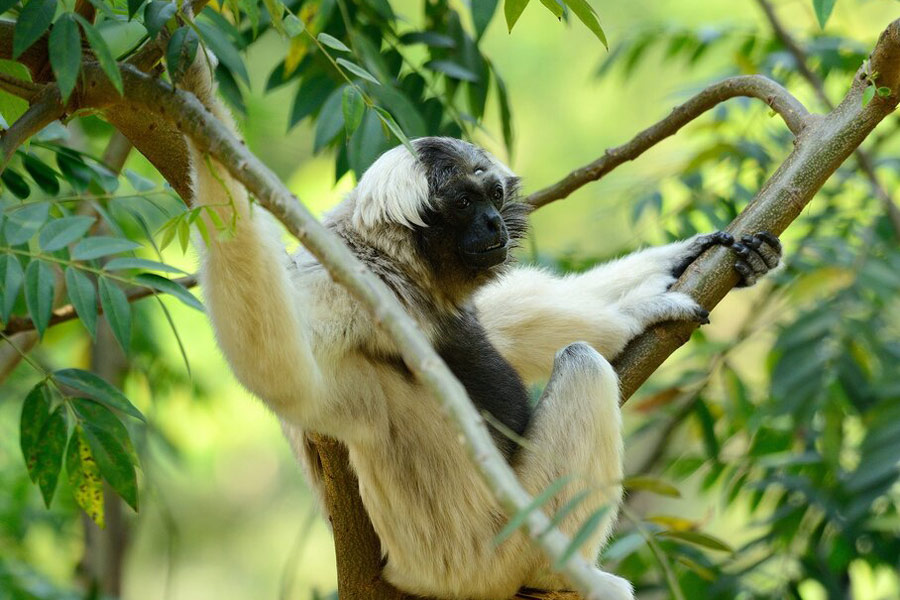 What to do in Cardamom