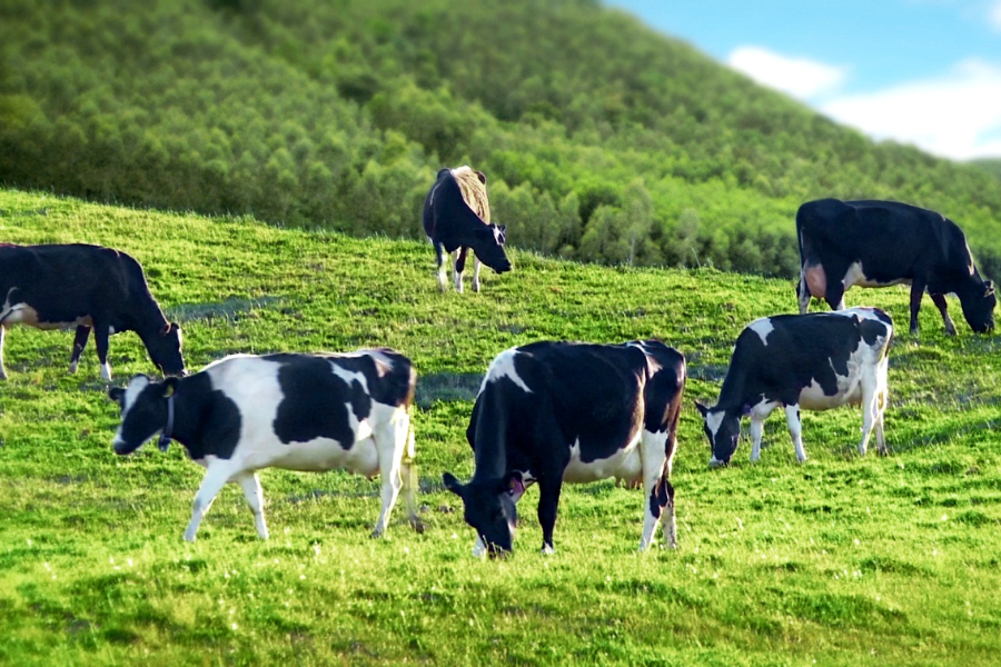 Exploring the dairy farms is an ideal pursuit for both adults and children. Source: Nghe An Travel