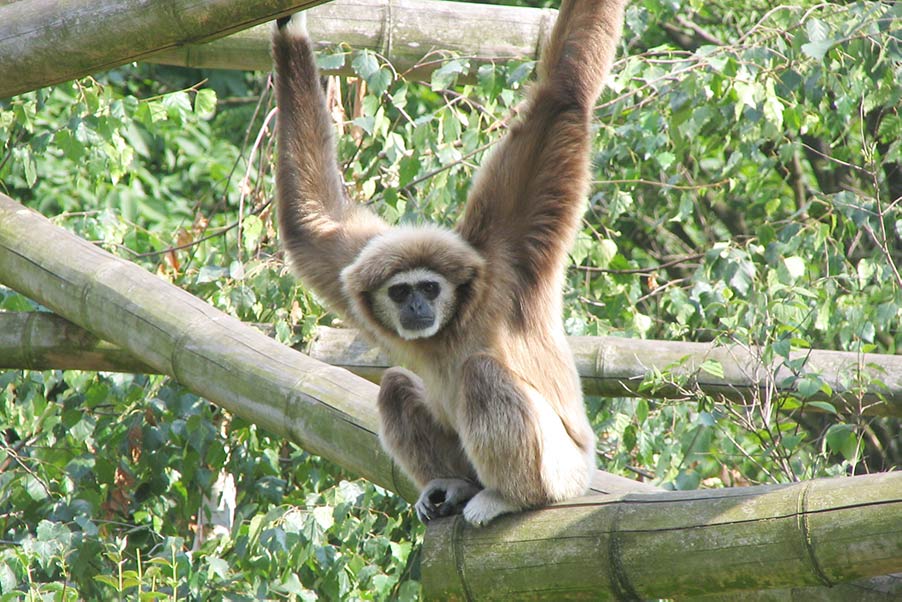  The black-handed gibbon (Hylobates gabriellae) in Ta Dung National Park