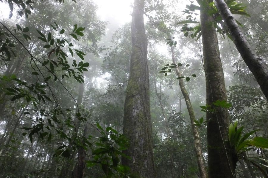 The nature in Ta Dung National Park