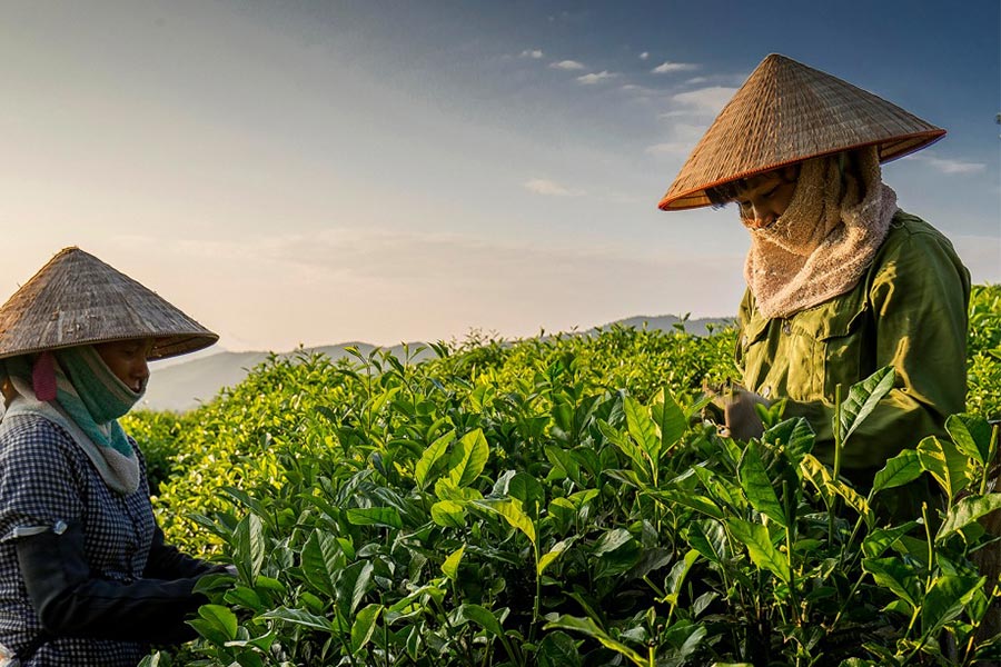 Thai Nguyen: Tea Villages