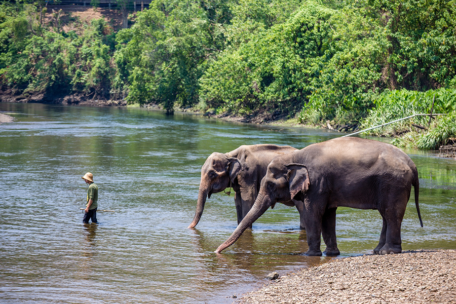 Elephants World Kanchanaburi