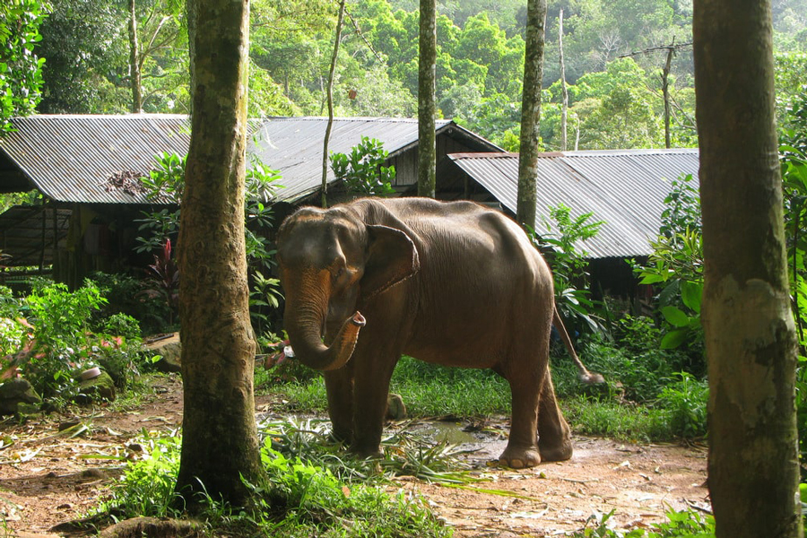 Elephant trekking has been a popular tourist activity in various parts of Thailand, including Koh Chang