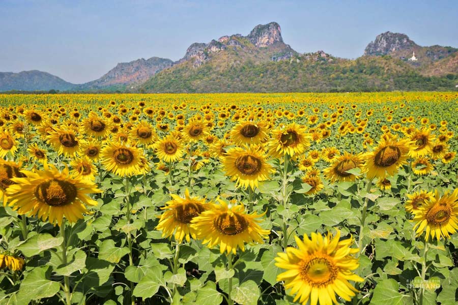 Lopburi - Khao Chin Lae Sunflower Field