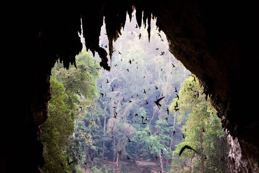 Bat and swift populations play significant ecological roles in various ecosystems, and their presence is often notable in caves and other natural habitats