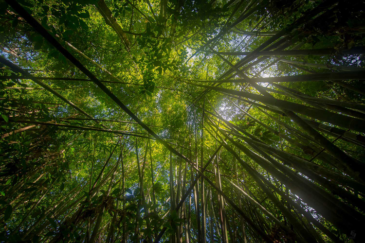 Exploring Khlong Phanom National Park by trekking provides a thrilling and immersive experience, allowing you to delve into the heart of the jungle