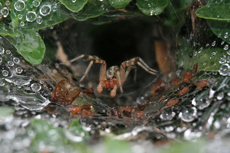 There are also groups of giant-faced bats, wandering spiders, whip spiders and cave crickets