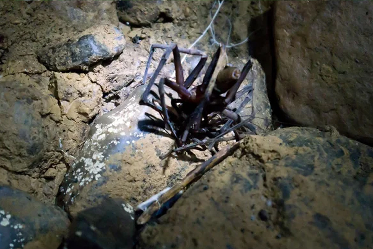 There are also groups of giant-faced bats, wandering spiders, whip spiders and cave crickets