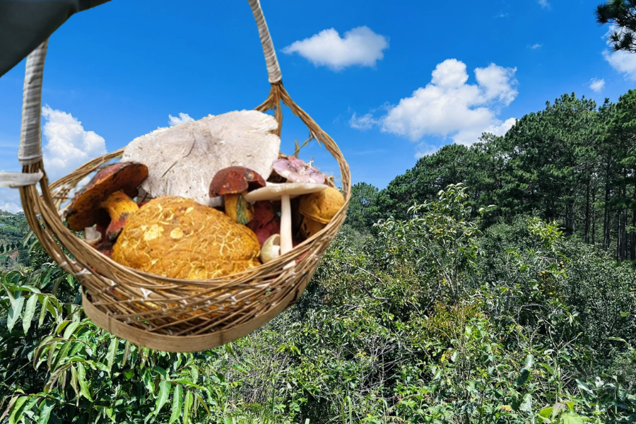 Xuan Tho Forest is known for its rich biodiversity, especially in mushrooms