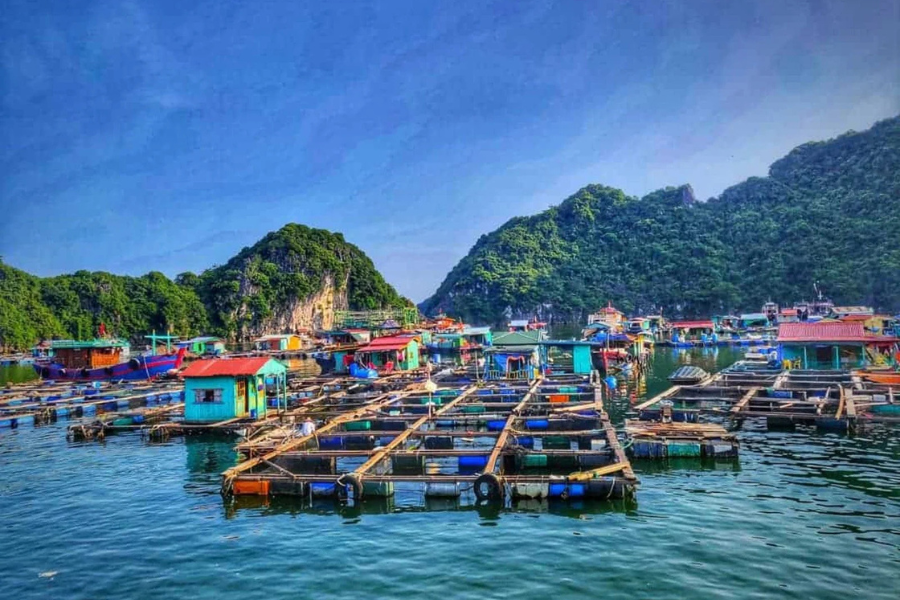 Discover Ha Long's fishing village