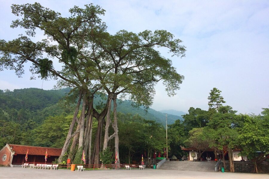 Banyan tree in Thong Temple