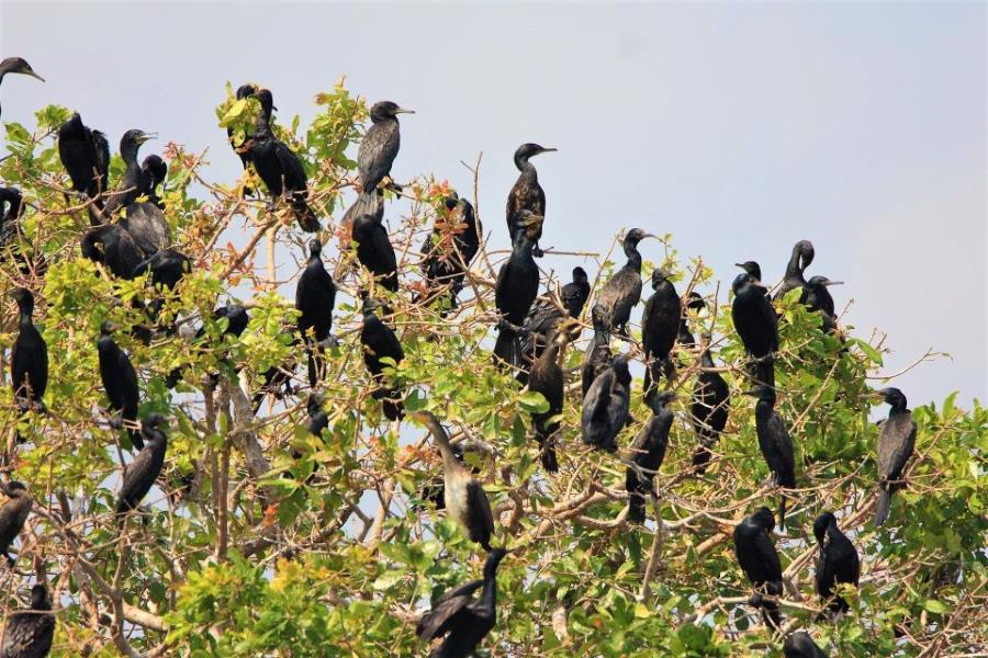 Northwest of Cambodia's Tonle Sap Lake, Prek Toal Bird Sanctuary is home to many bird species