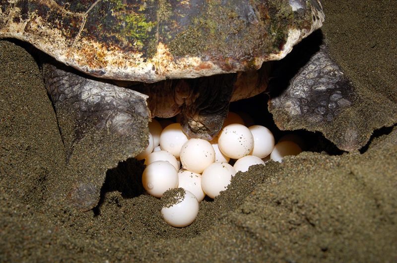 You will have the opportunity to watch turtles lay eggs here