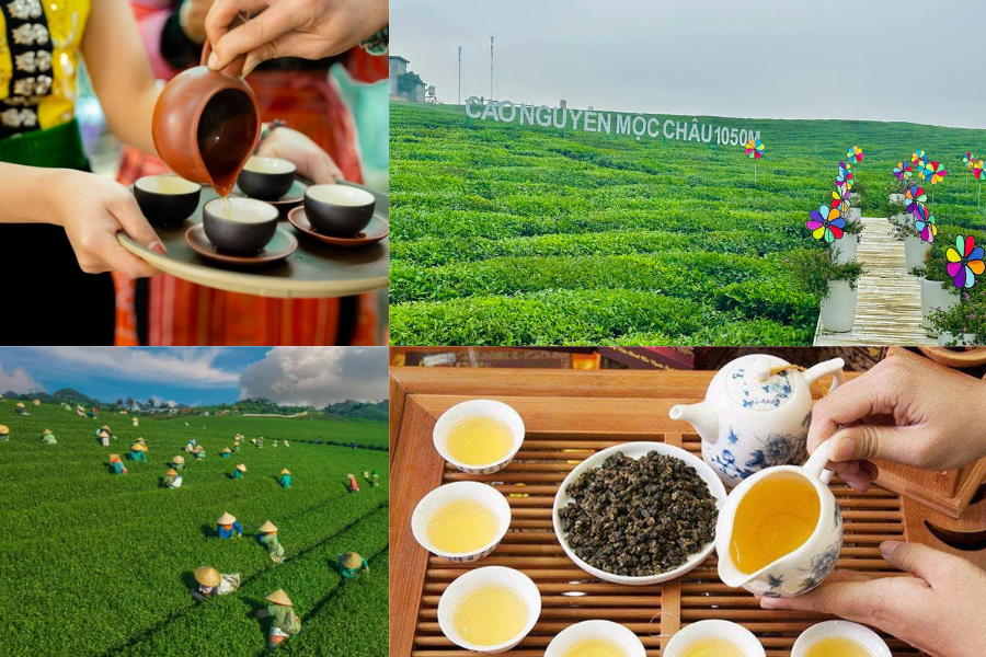 Visitors should drink a hot cup of Oolong tea at Love Moc Chau Heart Tea Hill 