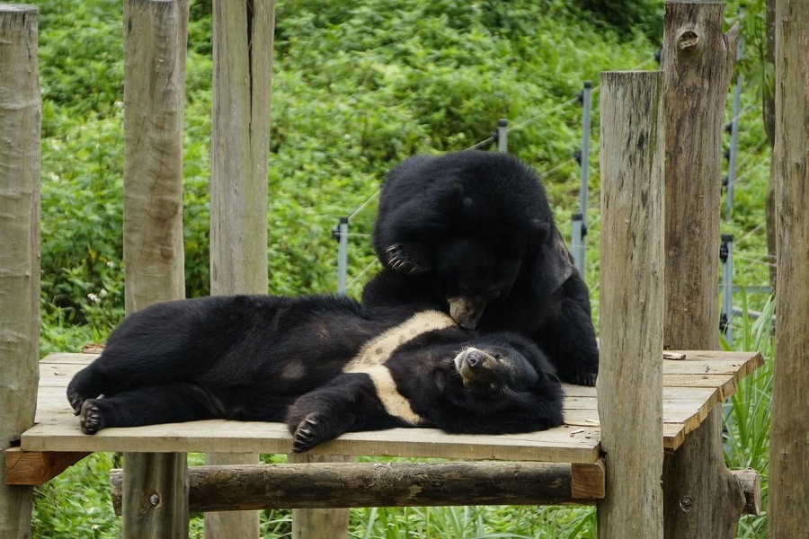 The bears are fed between 9 and 10 o clock in the morning
