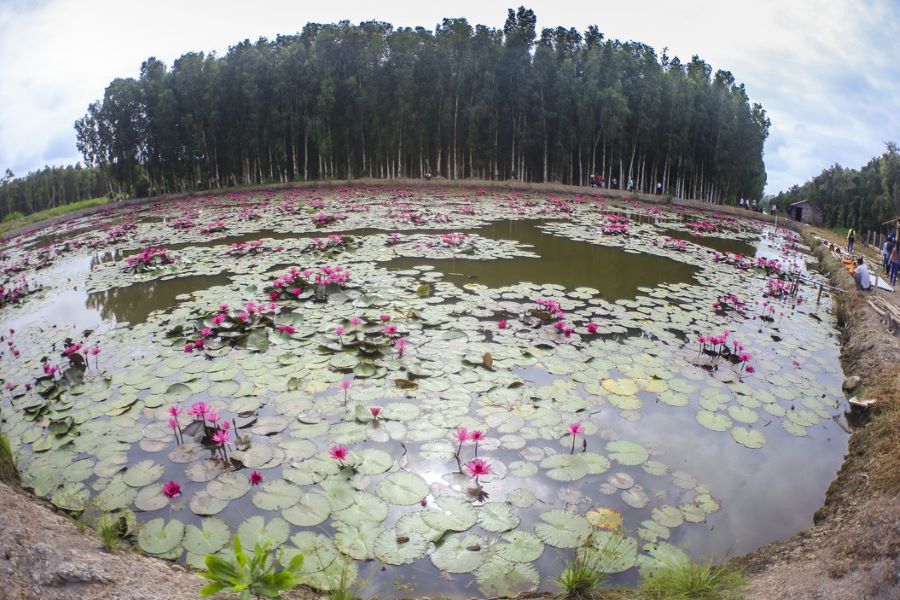 Best time to visit Vi Thuy Melaleuca Forest