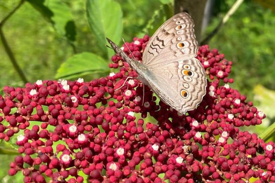 Virachey is home to a wide range of plant and animal species