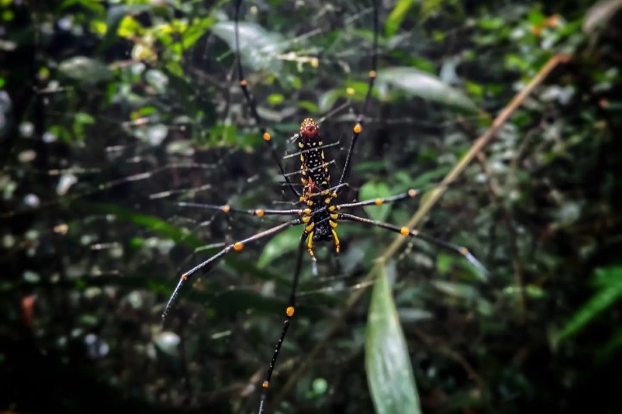 Virachey National Park is home to many rare and precious animal species