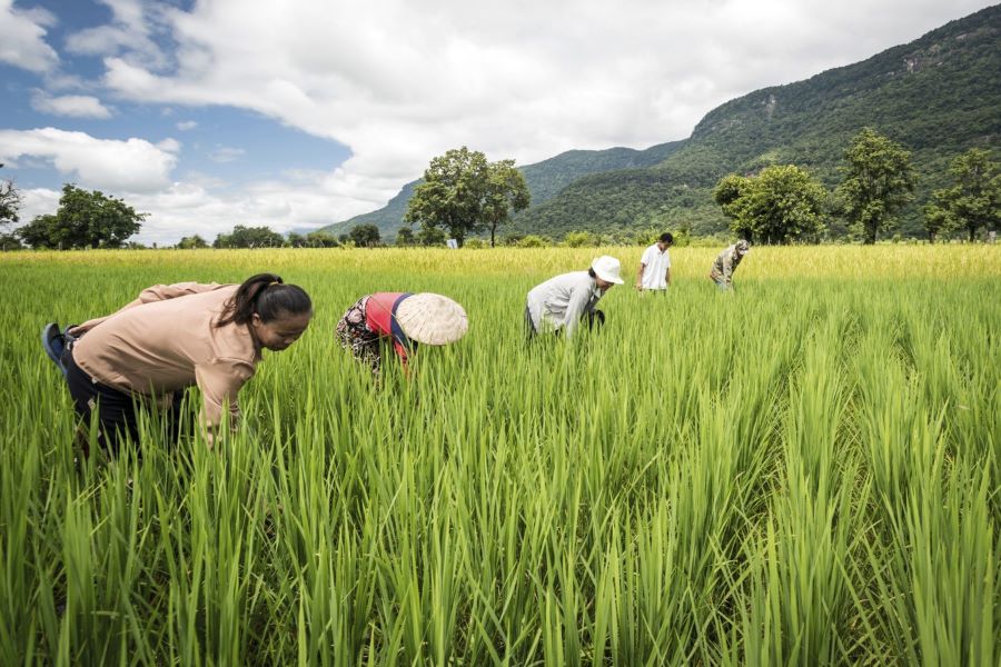 Farmers on a rice paddy in Laos. The weather in Laos enables rice farming.