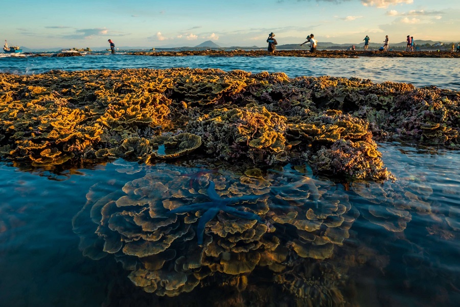 Coral reefs in Hon Yen are visible