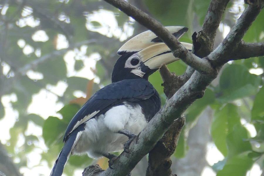 animal sighting in east malaysia