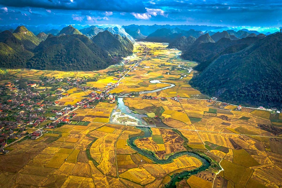 During the golden rice season, Bac Son Valley stands out as a must-see destination