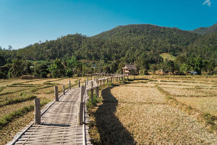 Bamboo Bridge 