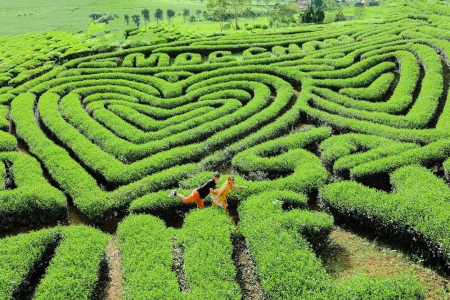 Love Moc Chau Heart Tea Hill rests quietly in the heart of Nong Truong Moc Chau Town
