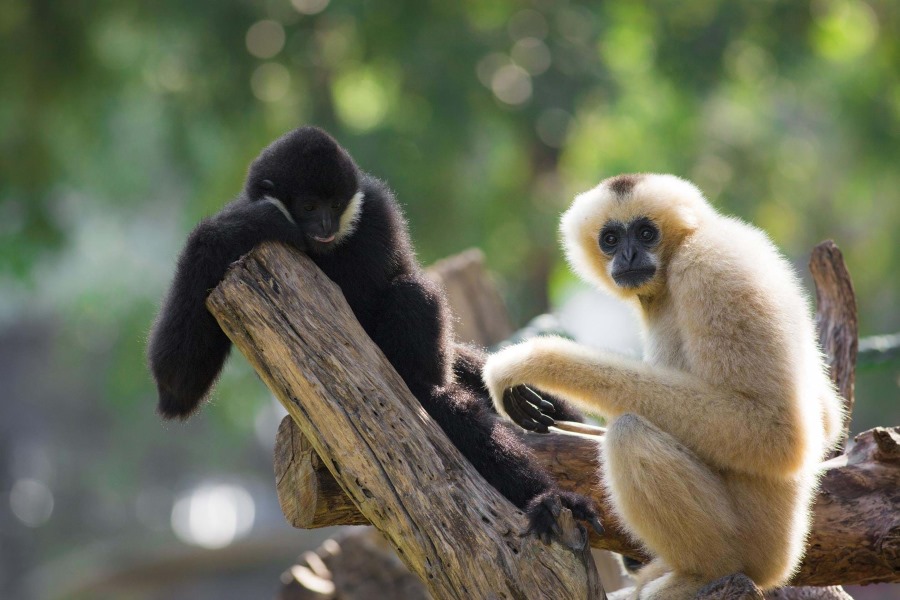 Get a chance to spot the rare black-cheeked gibbons