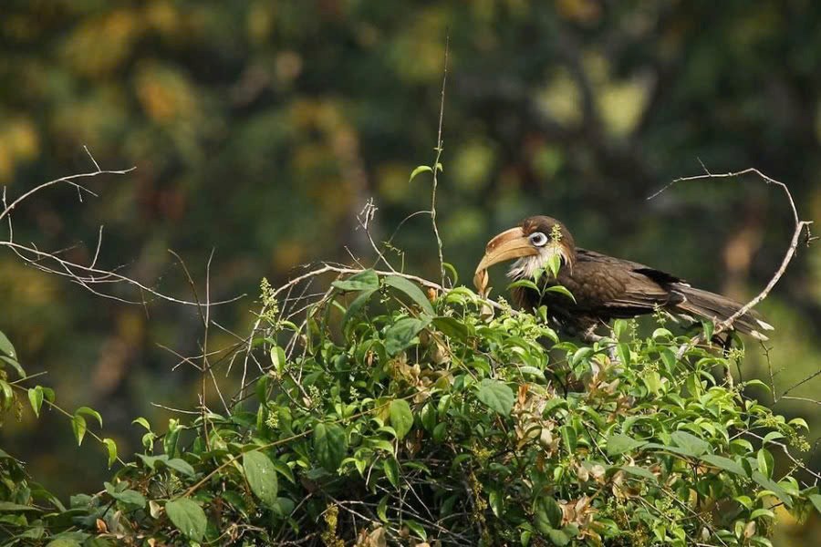 Explore the rich wilderness of the Bokeo Nature Reserve