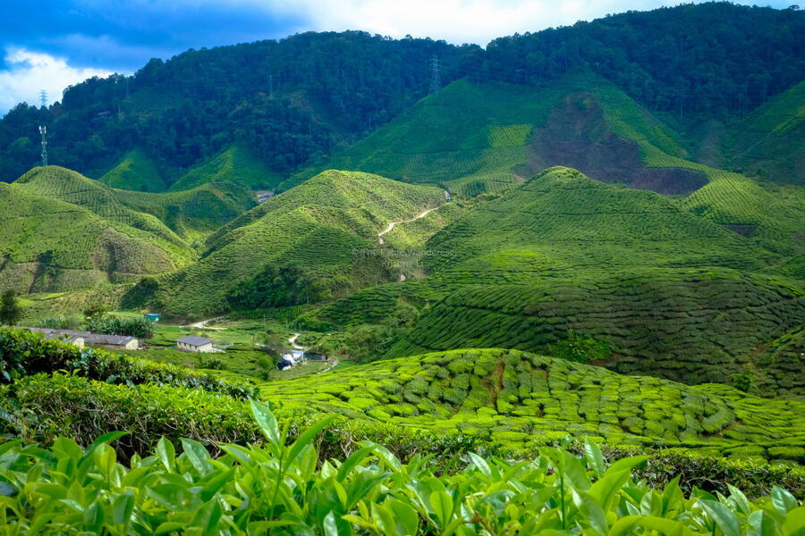 This is Boh’s Tea Plantation, less than 2 hours a drive from Ipoh, or 3 hours from Kuala Lumpur, Cameron Highlands - Photo: thepetitewanderess