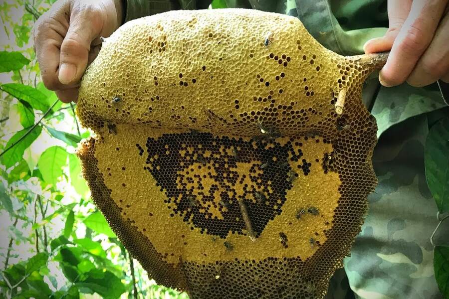 Cat Ba wild honey is not easy to harvest. Photo: Vietnam Destinations