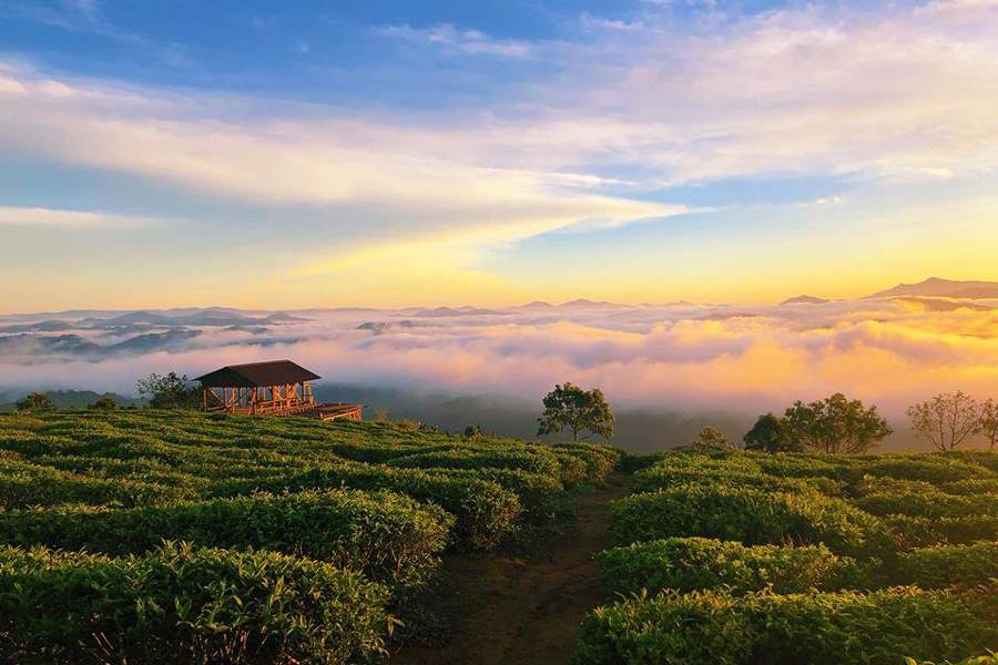 Cloud hunting at Cau Dat tea hill