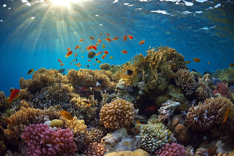 Colorful coral reefs in Hon Cau