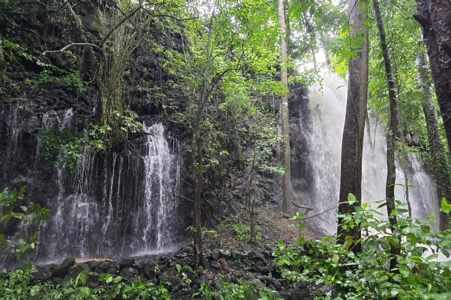 central highlands forest