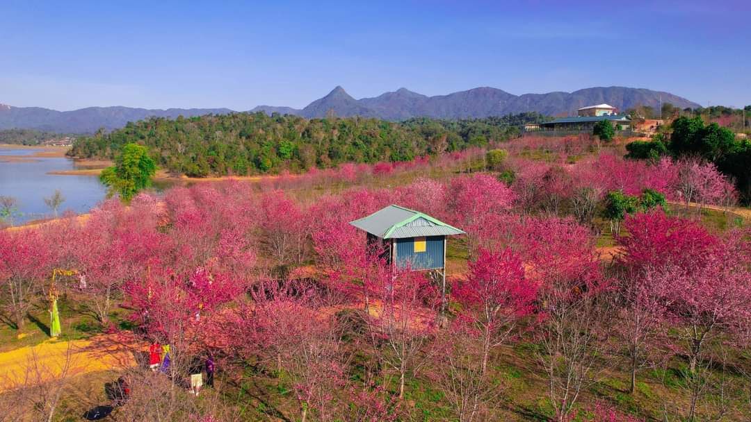 Hundreds of cherry blossom trees are in full bloom