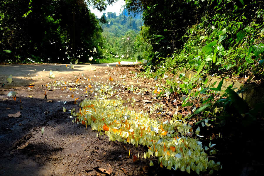 Immerse yourself in the butterfly season in Cuc Phuong National Park