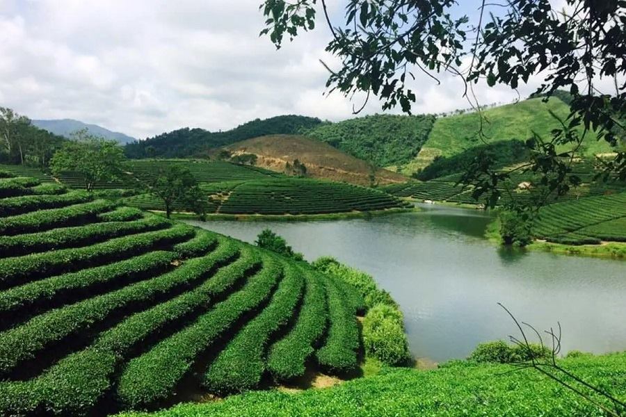 Tea rows follow the arc shape