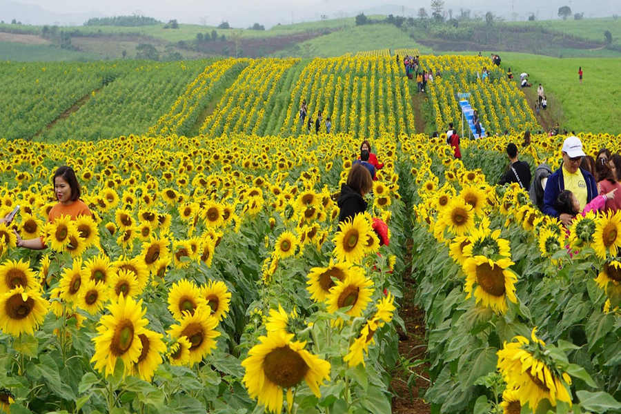 This field is truly an ideal stop for those who love nature and taking photos. Source: Vietgoing