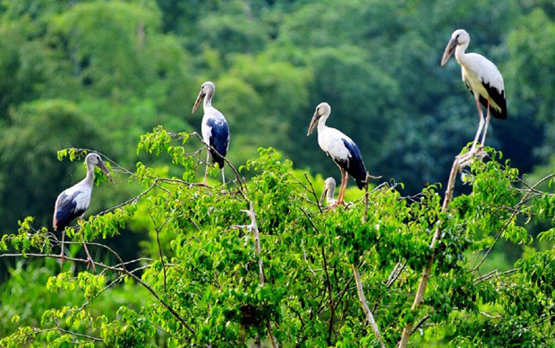 Vam Ho Bird Sanctuary 