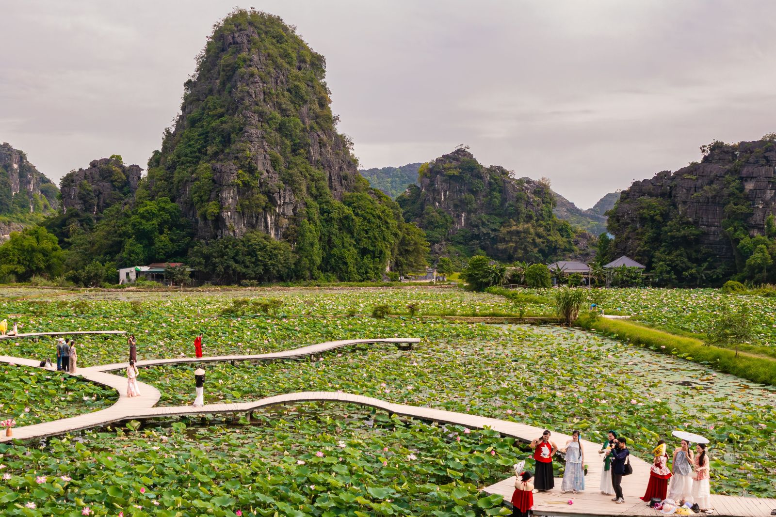 Mua Cave has beautiful lotus during blooming seasons