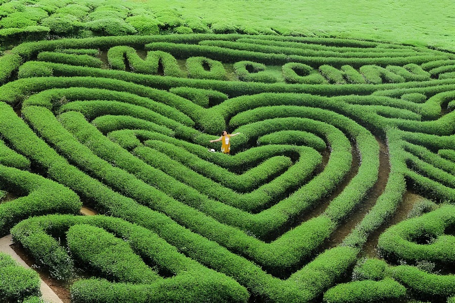 The ideal time to visit Love Moc Chau Heart Tea Hill varies based on the experience you want to have