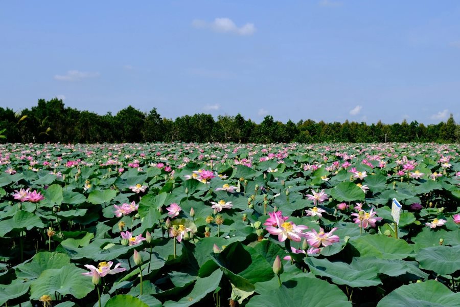 dong thap lotus under the sun