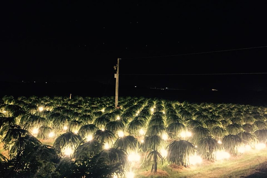 A starry sky on the ground at night. Photo: Foody