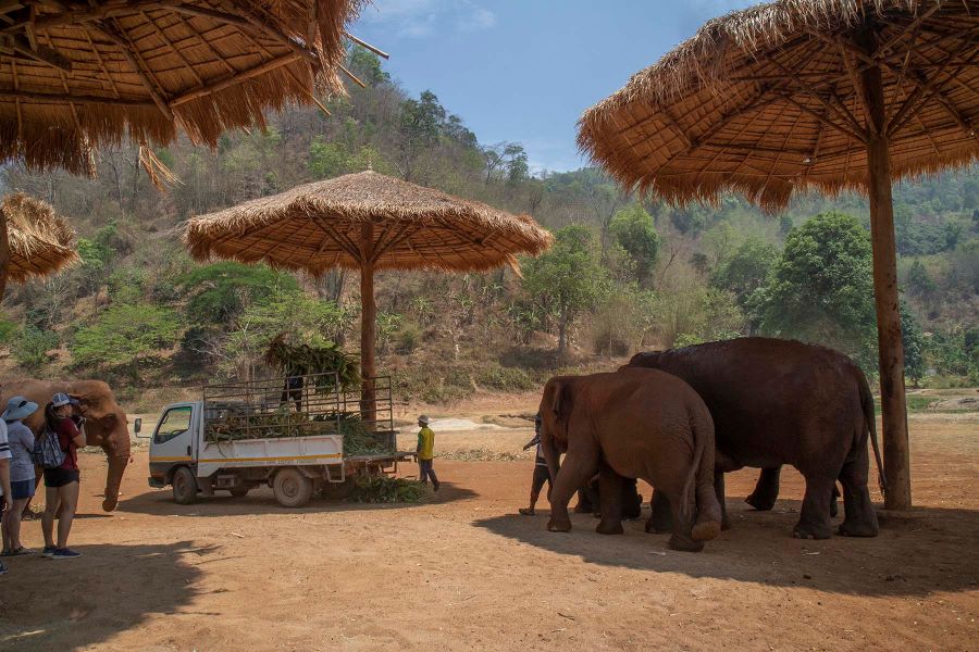 elephant sanctuary in Chiang Mai