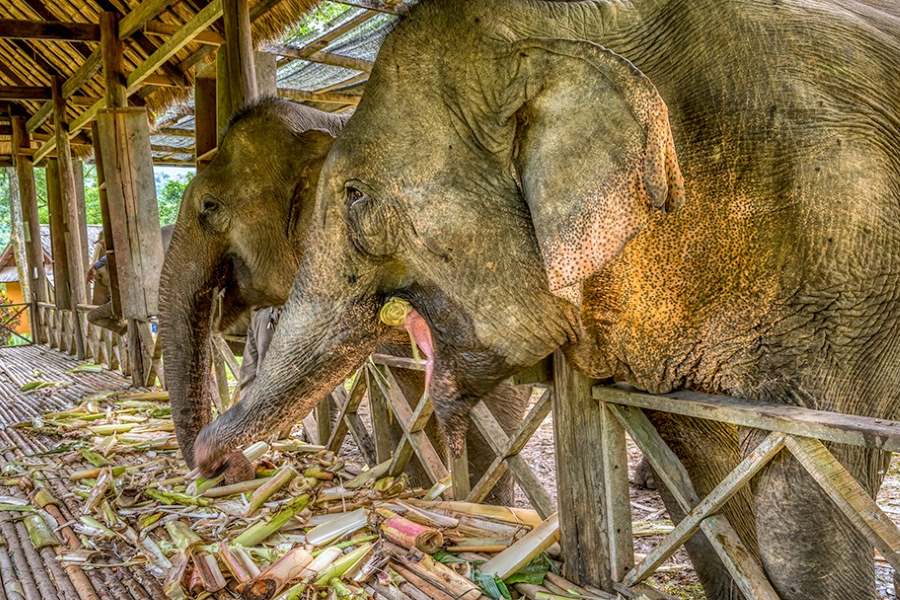 Elephant Village in Luang Prabang stands as a sanctuary for elephants 