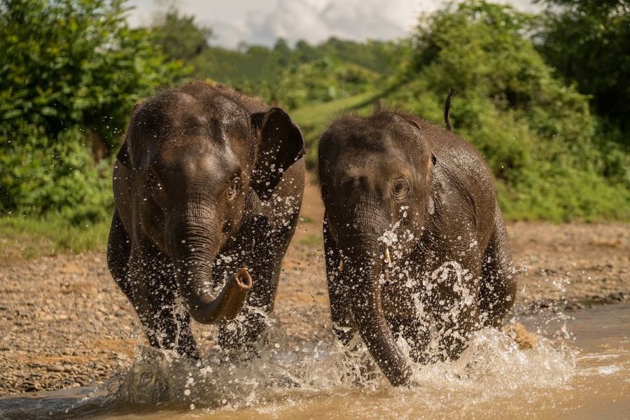 Highlight of Elephant Village Sanctuary