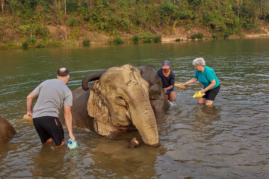 You can also experience bathing the elephants
